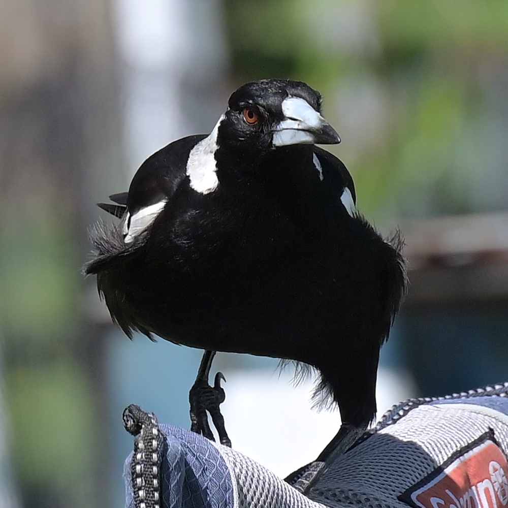 Angry Magpie
