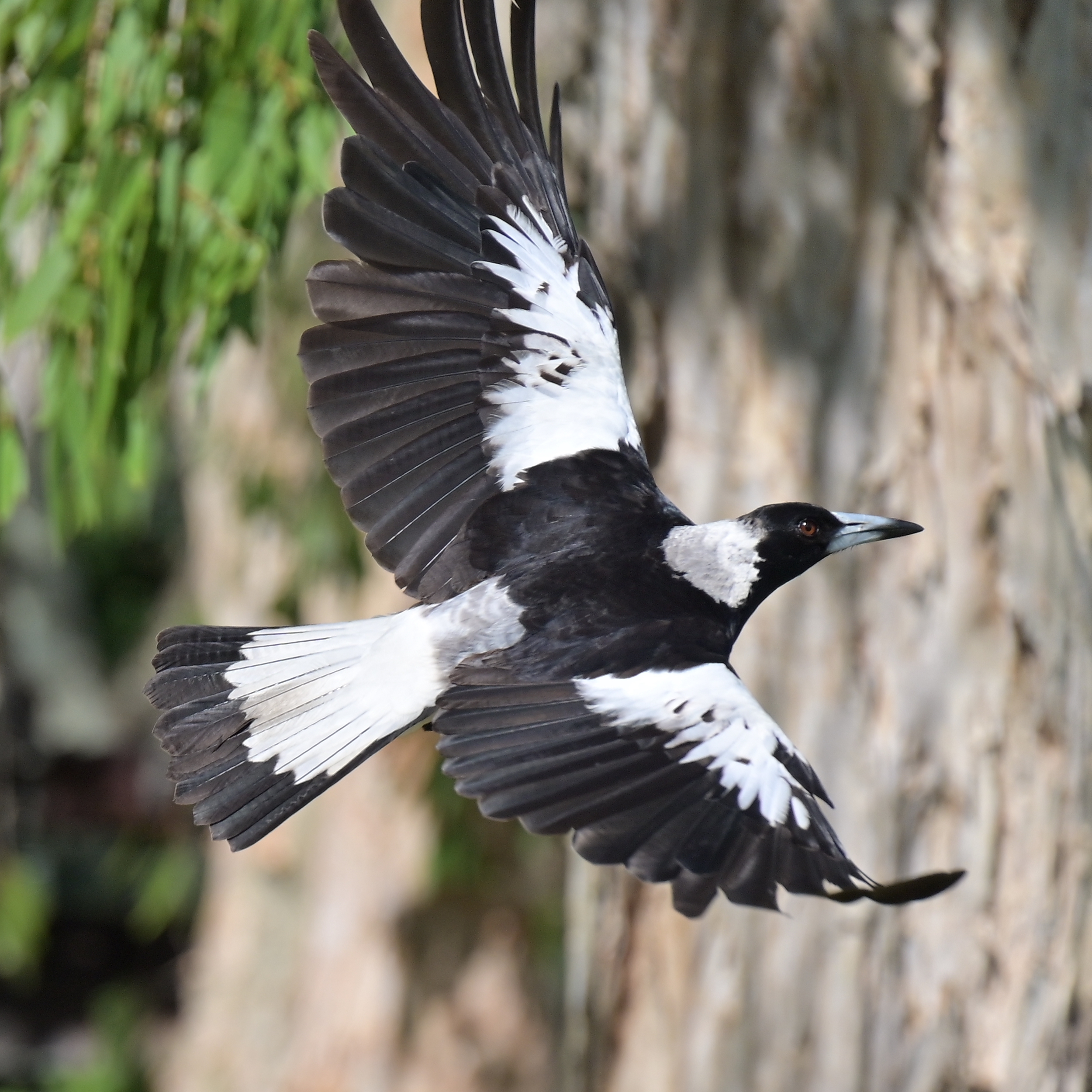 Magpie Taking Off