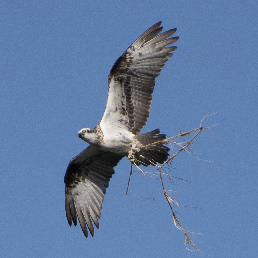 Osprey Nesting