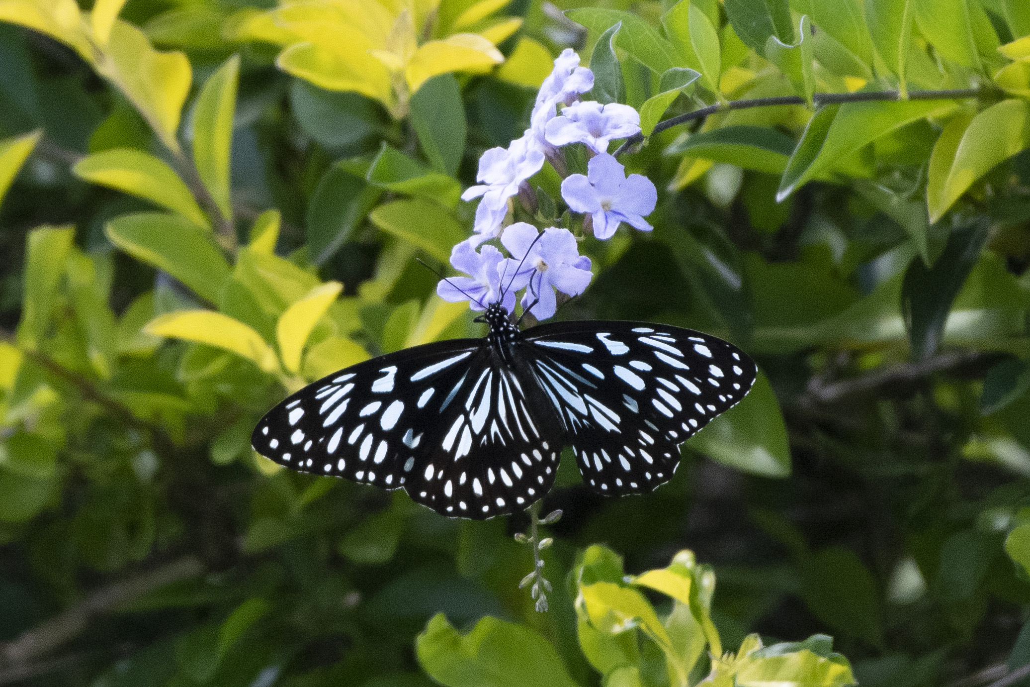A Blue Spotted Butterfly