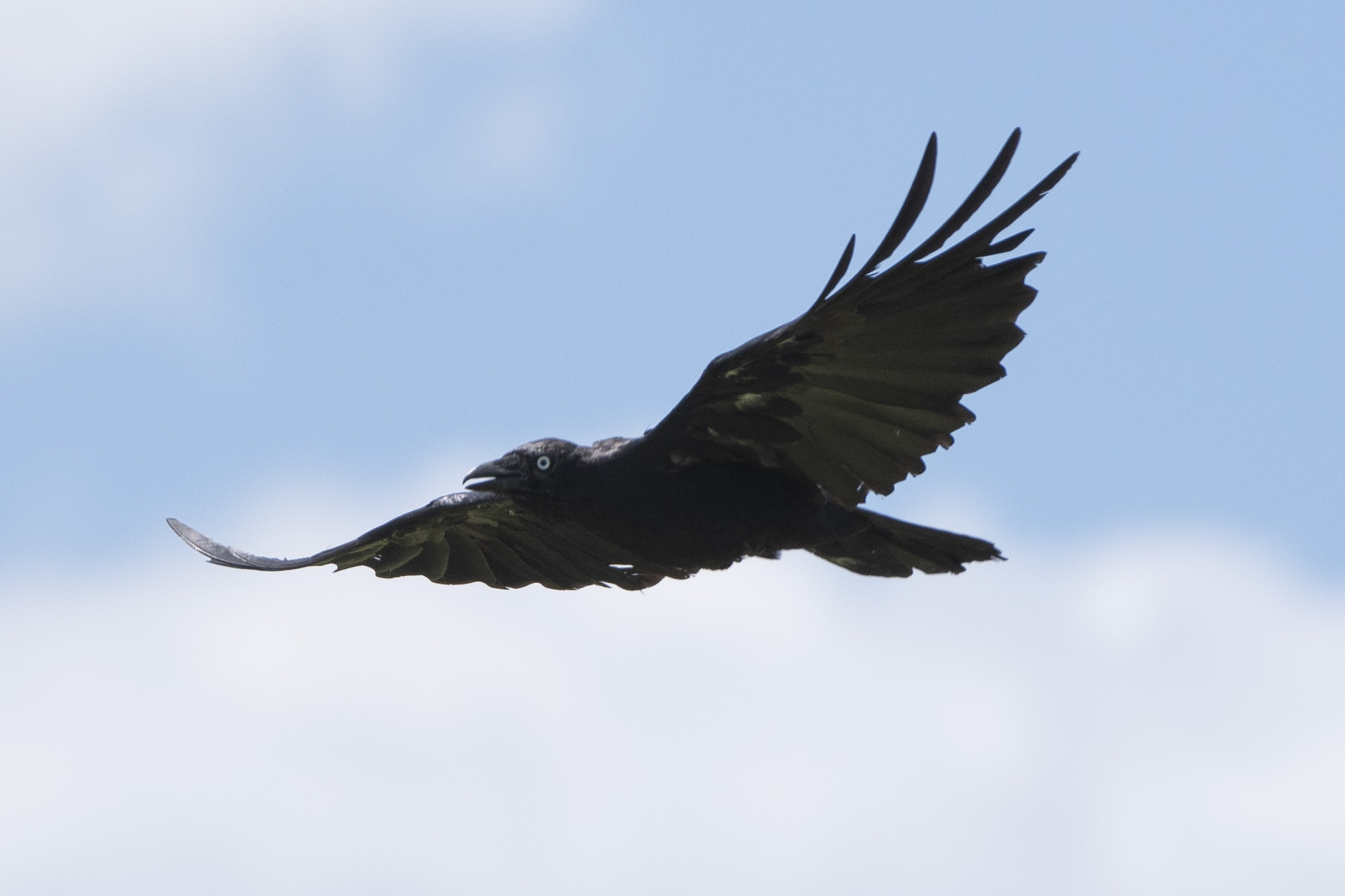 A Crow In Flight