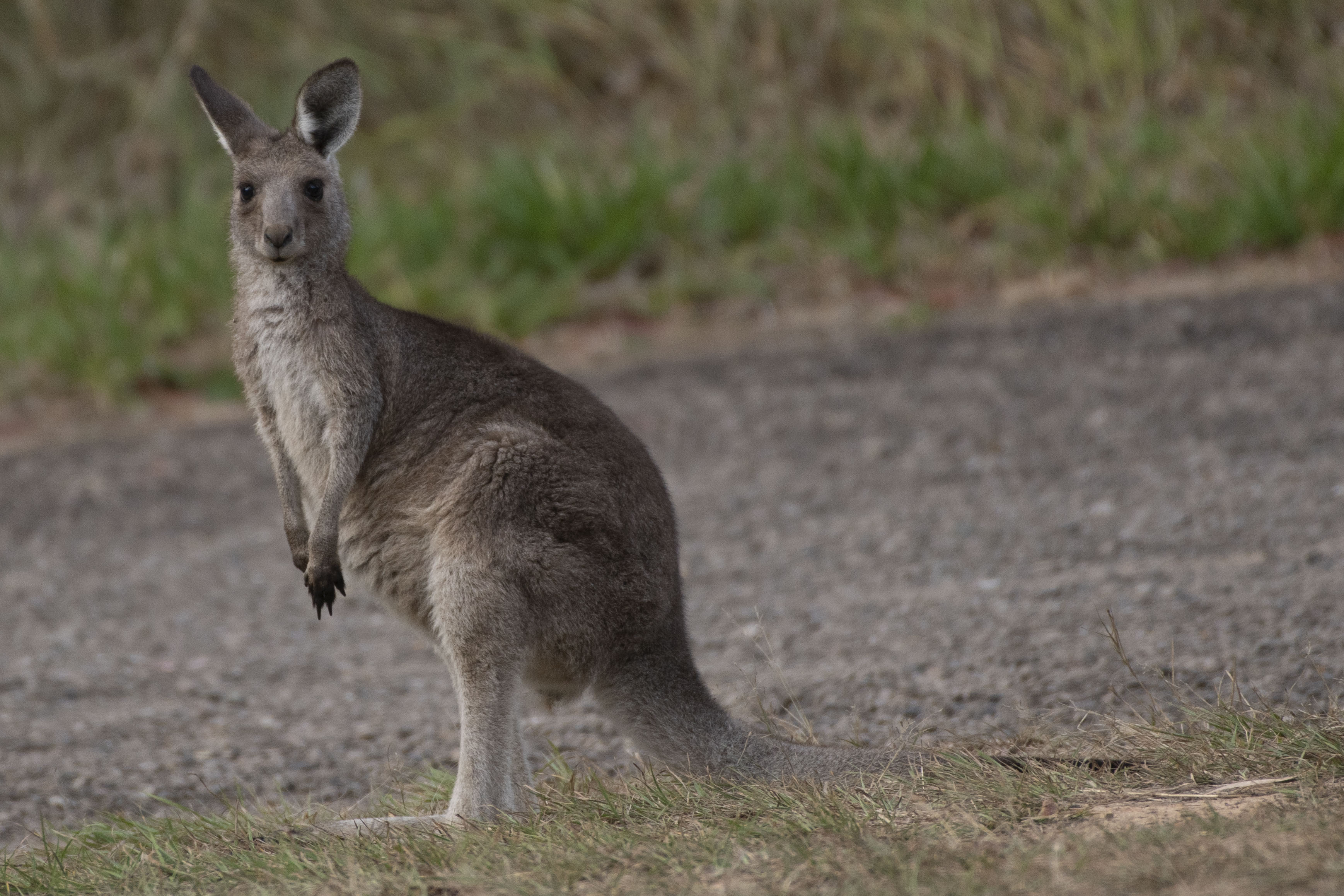 Kangaroo Watching