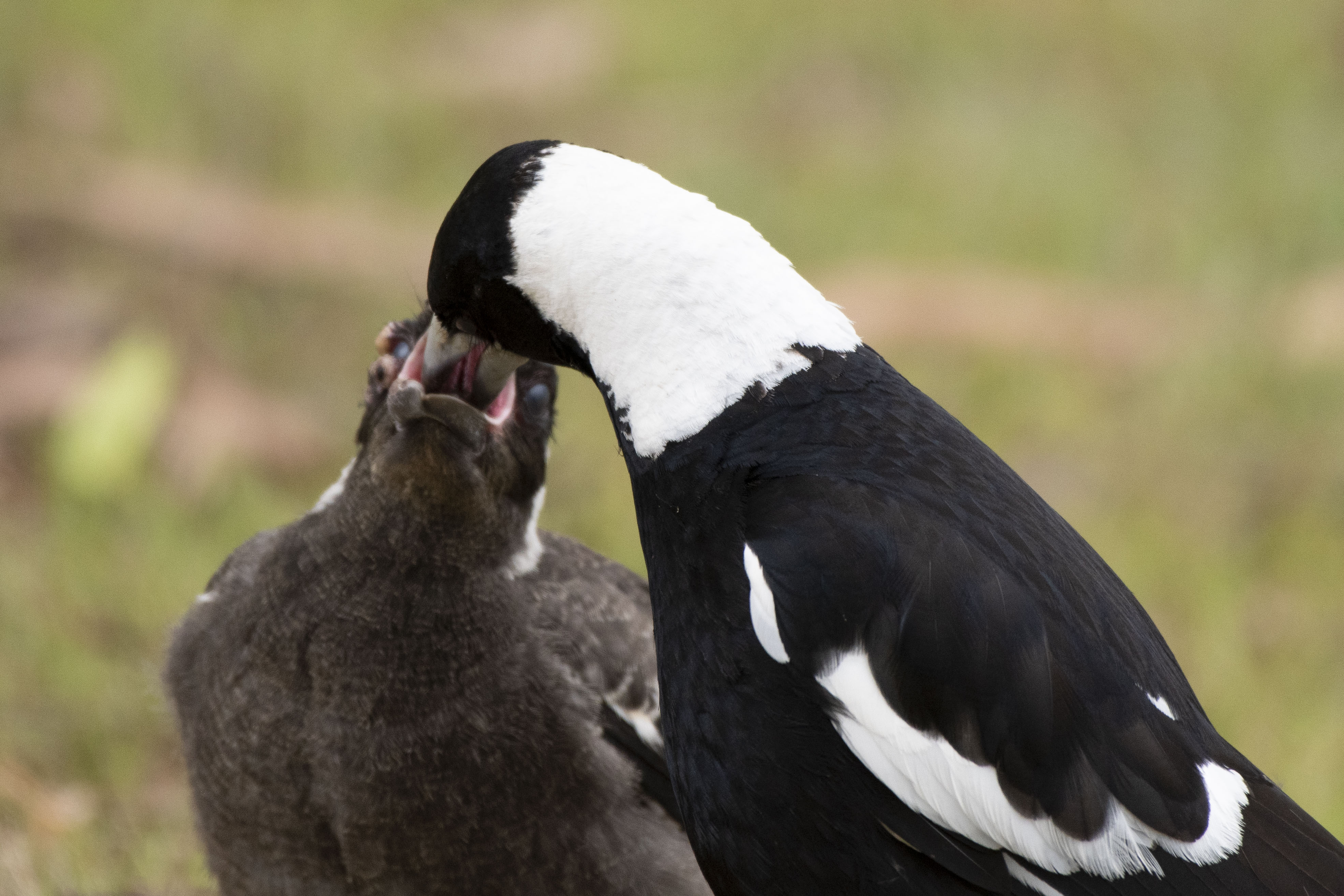A Magpie Feeding His Child