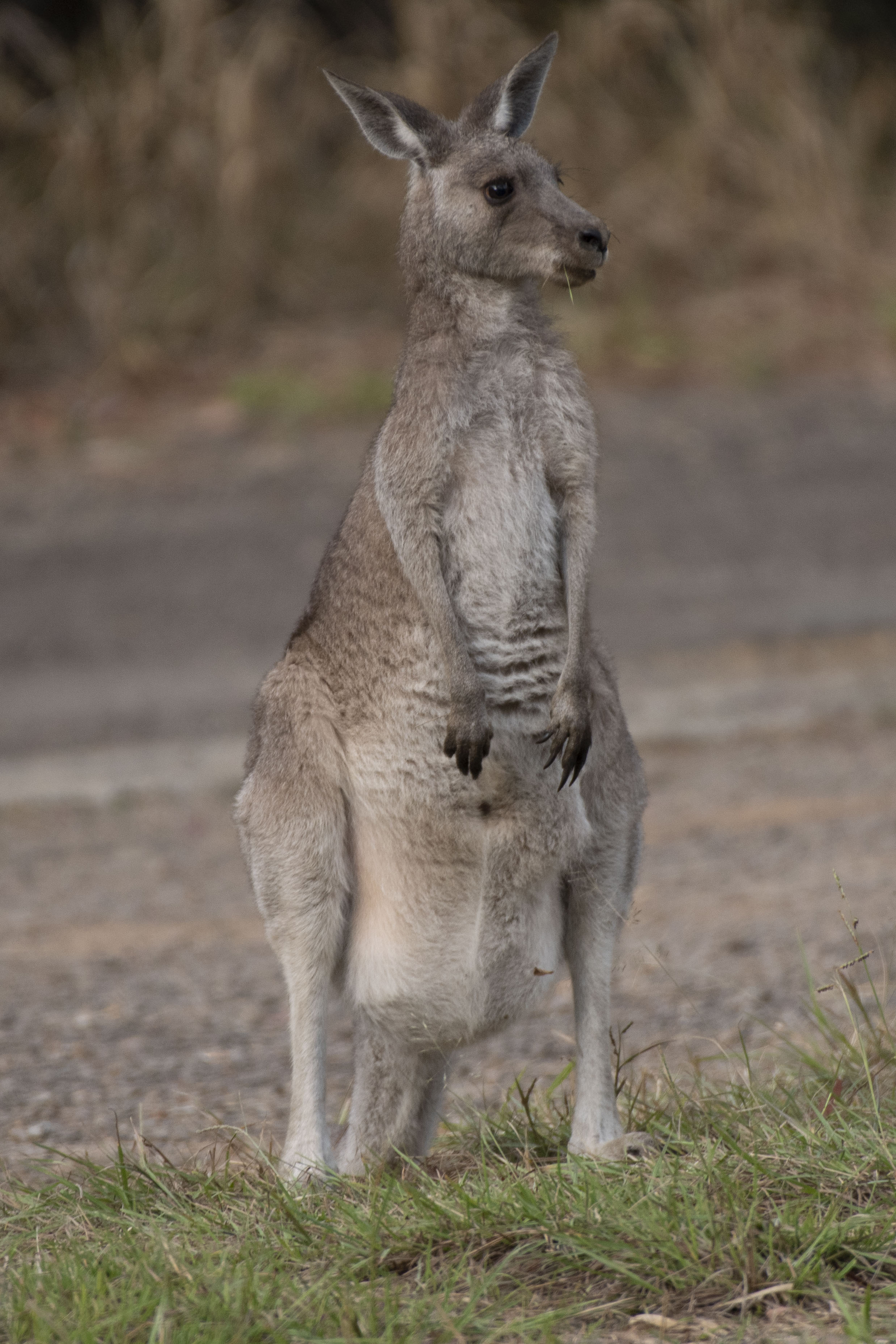 Wildhorse Kangaroo